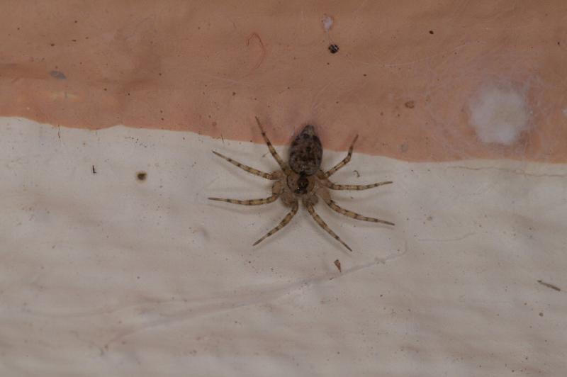 Oecobius_annulipes_D3200_Z_83_Valle Gran Rey_Spanje.jpg